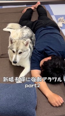 うつ伏せで寝る飼い主とハスキー