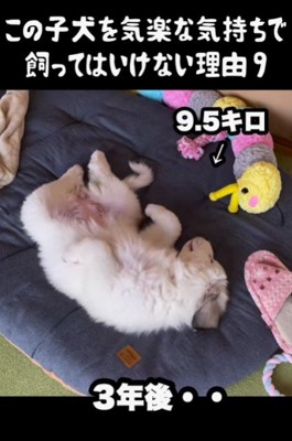 コロコロ可愛いドレミちゃん