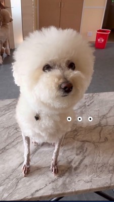 言葉を失う羊カットの犬