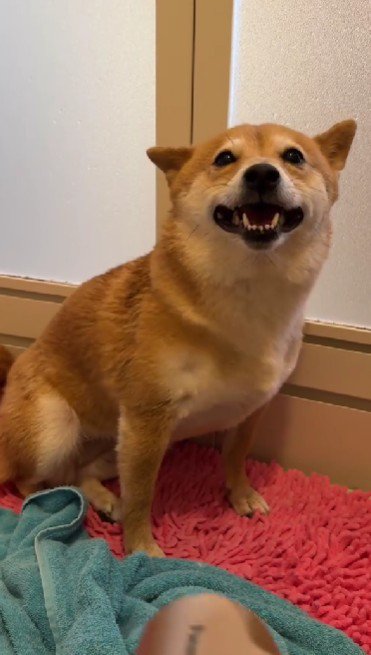 ドライヤーも頑張ったよ