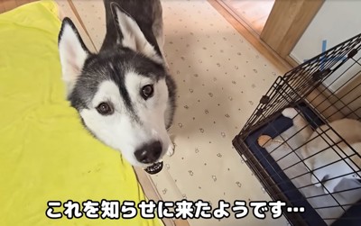 見上げて訴える大型犬