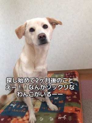 おすわりするきなこちゃん