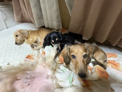 4匹の同居犬がいるそう