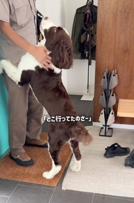 パパを見つめる犬