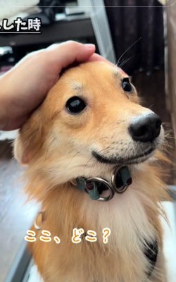 困惑する元保護犬