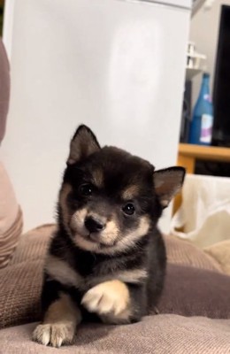 近づいてくるあられちゃん