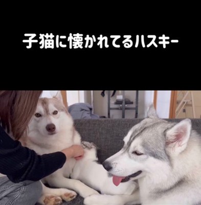 りりたん&ここちゃん&くぅちゃん8