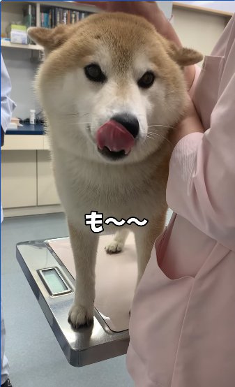 診察台の上で鼻を舐める柴犬