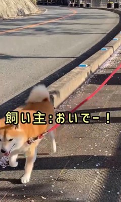 ちゃこさんを待ち伏せした時の反応7