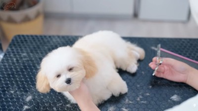 眠くなってきたぽぬちゃん