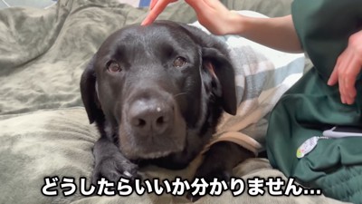 「どうしたらいいかわからないよ～…」