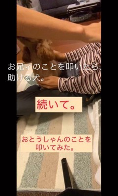 家族を叩くフリをした時のカブ子ちゃん7