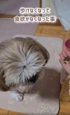 食欲がないコロンちゃん