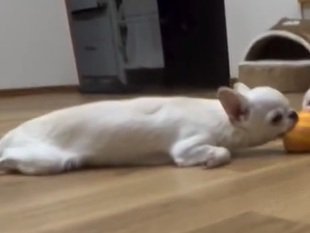 薄目を開けたチワワ