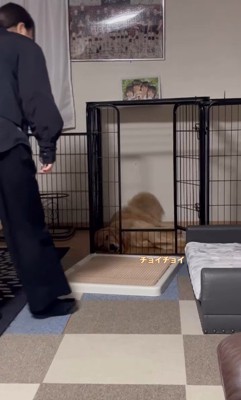 お姉ちゃん帰宅時のこむぎちゃん7