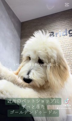 アグちゃんをお迎えするまで3