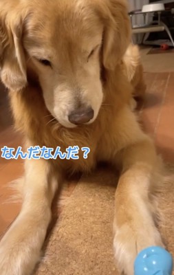 謎のおもちゃが出てきた!