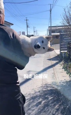 脱走後に確保された柴犬さん