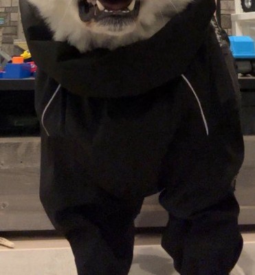 カッパ嫌いな秋田犬