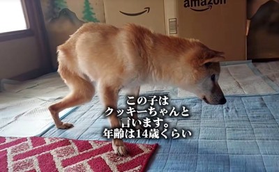 14歳のクッキーちゃん
