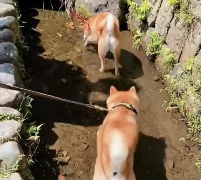 後ろを追いかける犬
