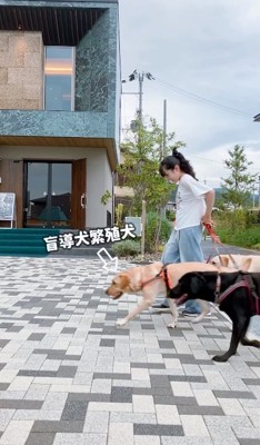 盲導犬繁殖犬のワンコ