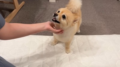 ママさんに撫でられてニッコリ♪