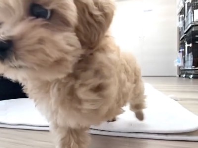 パピー時代の米ちゃん