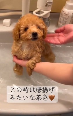 からあげみたいな色のふくくん