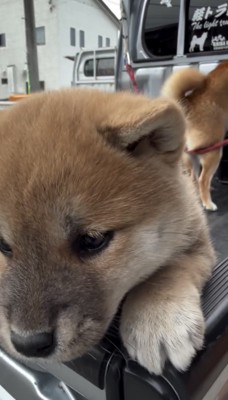 荷台から下をのぞく子犬