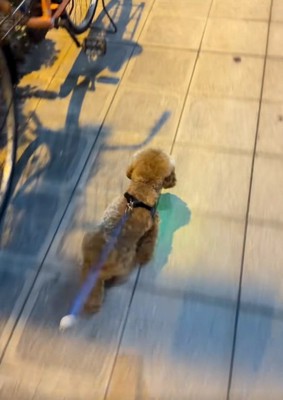 歩き出すうーろんくん