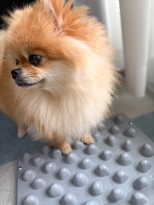 ポメラニアン