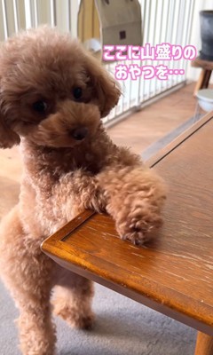 おやつを催促するジュリちゃん