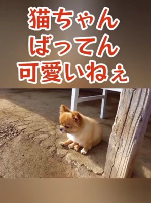猫ちゃん…!?