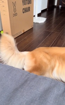 尻尾を振るイヴちゃん