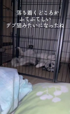 はまちちゃんの成長記録8