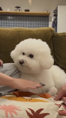 犬の前に手を出す飼い主