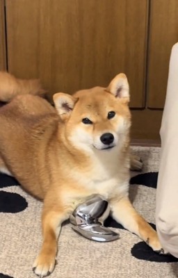 マッサージが好きなマロンくん