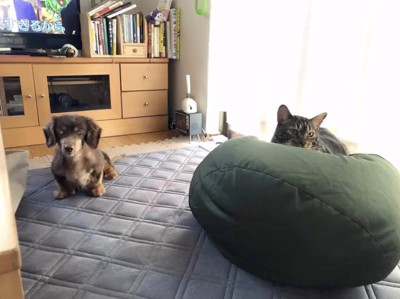 違うもの同士でも…