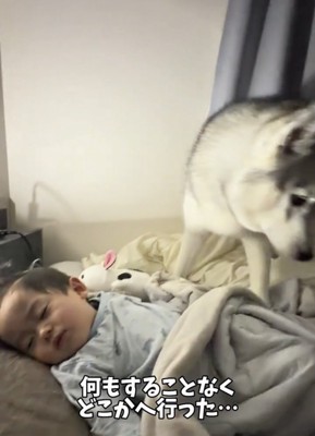 赤ちゃんのそばを離れる犬