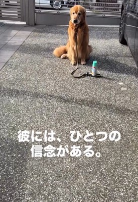 おすわりするチェスターくん