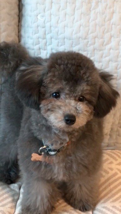 立ち上がってカメラを見つめる犬