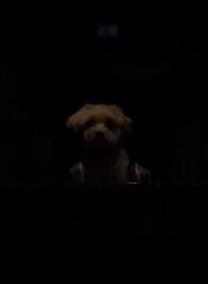 暗闇にたたずむ犬