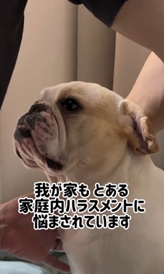 みやびちゃんの怒った顔2