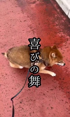 ころくんの喜びの舞7