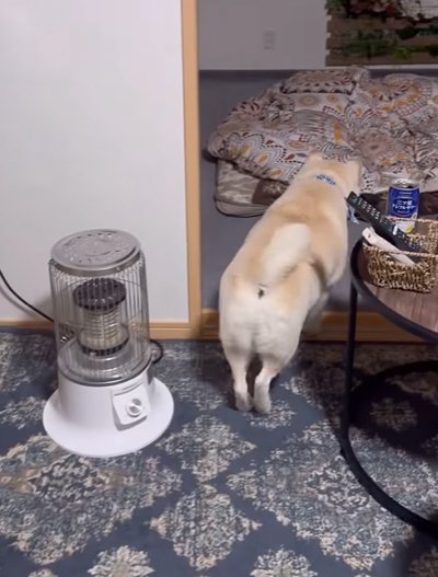 投げられたお菓子へ走る犬