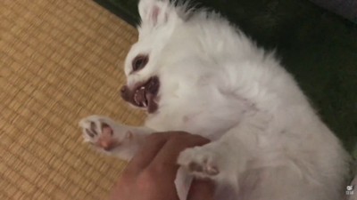 「また僕を置いて行くつもり!?」