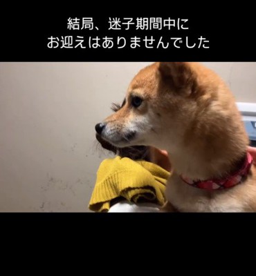 飼い主は現れず…