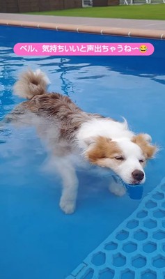 プールで遊ぶボーダーコリー