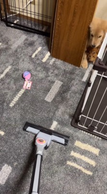 掃除機を見て隙間に逃げ込んだ2匹の犬